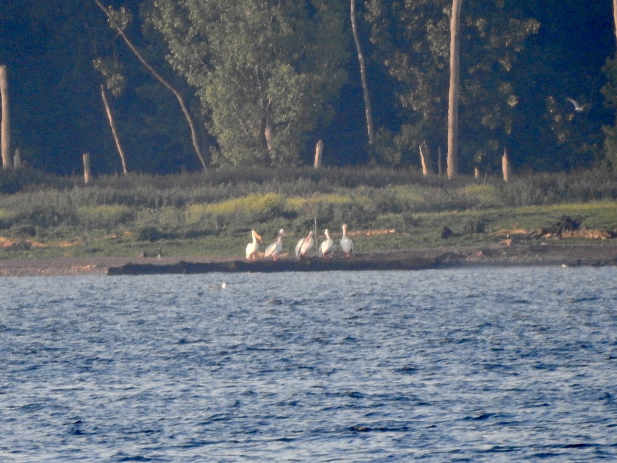 American White Pelican - ML620210846