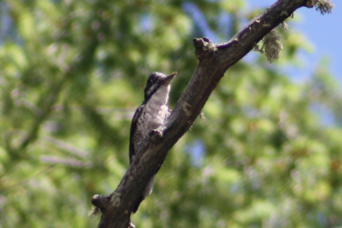 American Three-toed Woodpecker - ML620210861