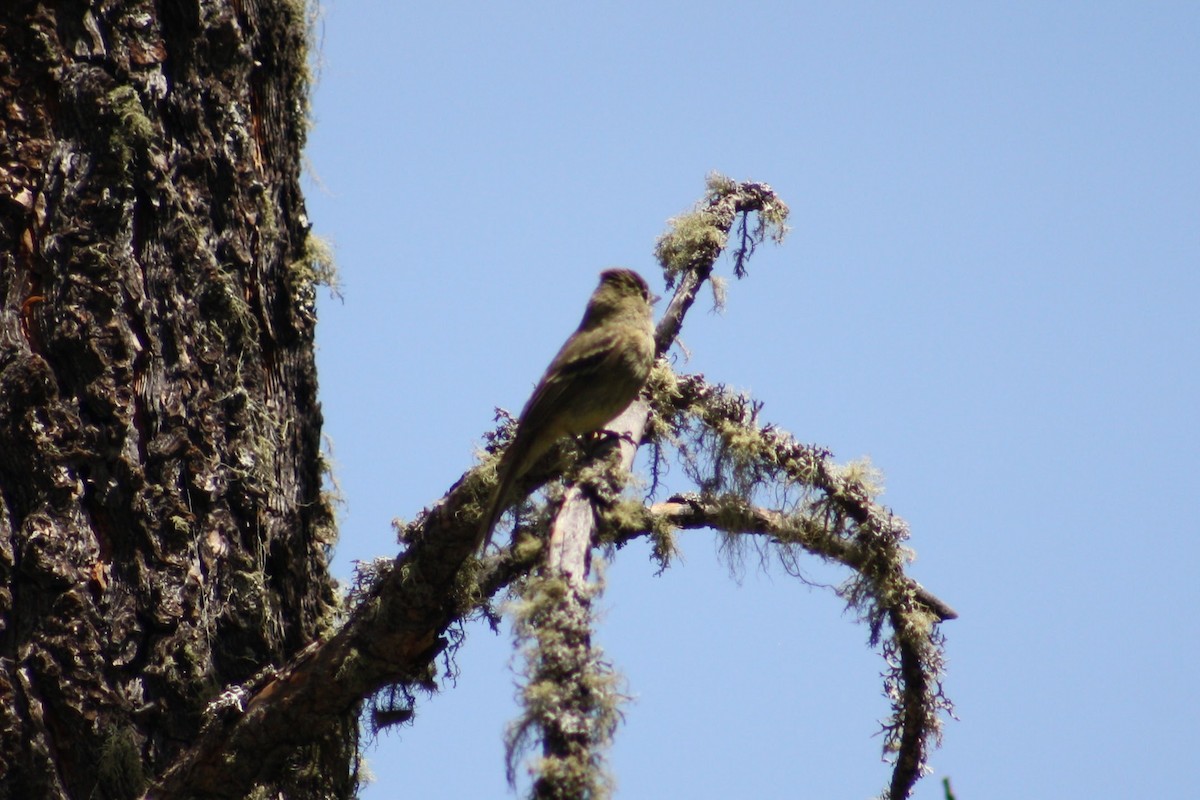 Western Flycatcher - ML620210874