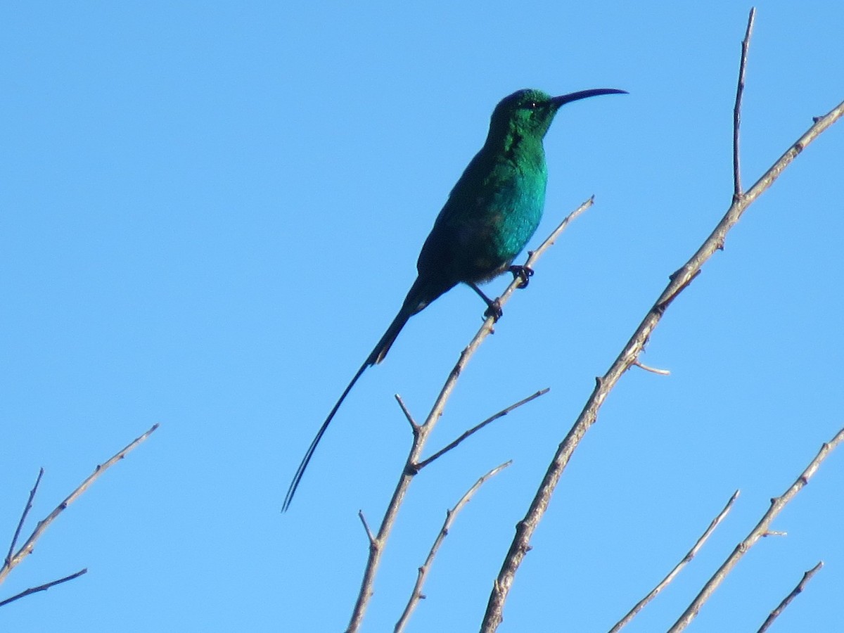 Souimanga malachite - ML620210876