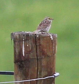 Savannah Sparrow - ML620210879