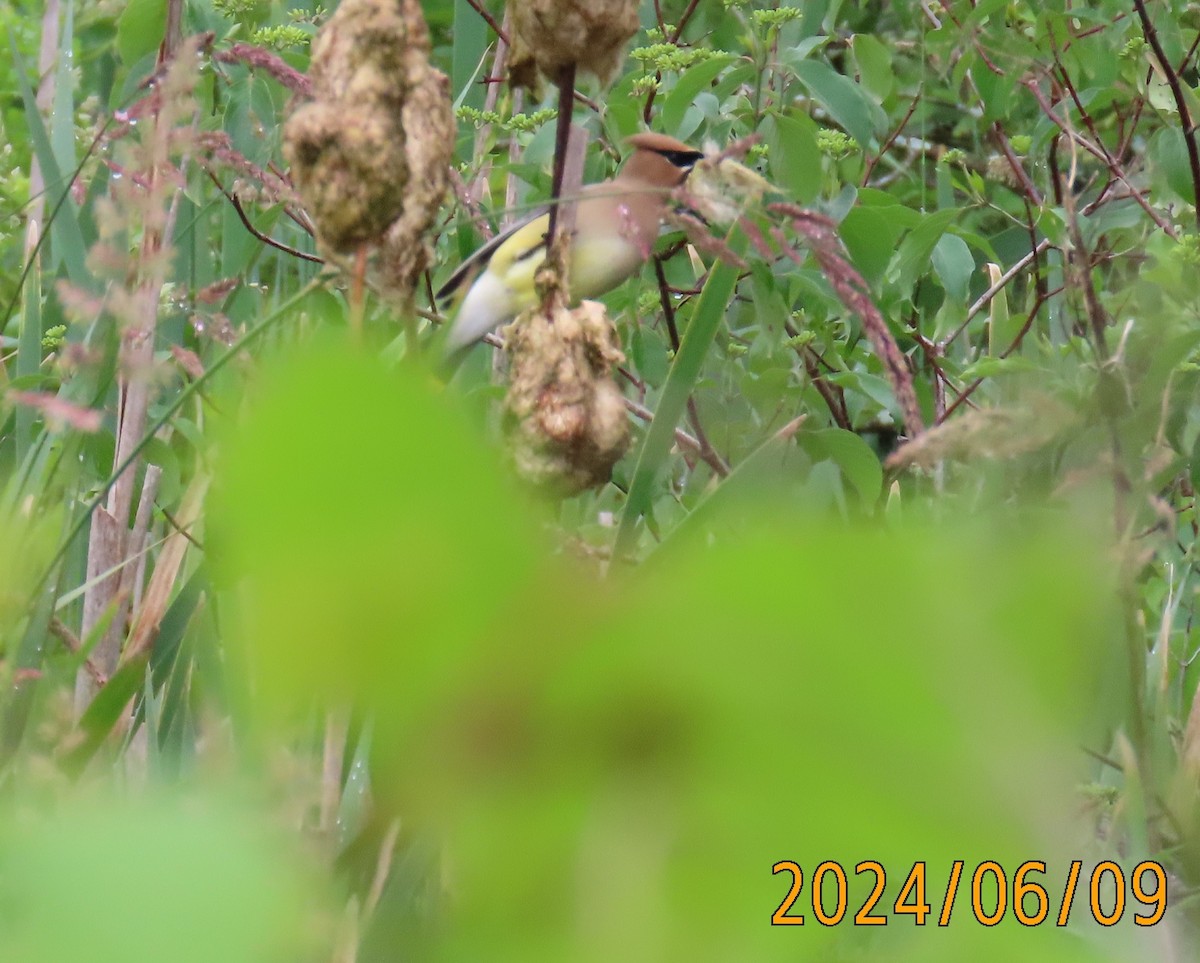 Cedar Waxwing - ML620210882