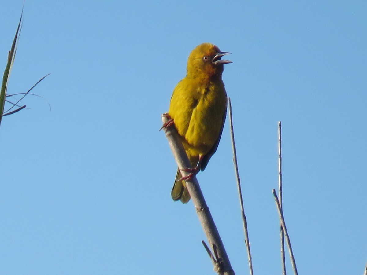 Cape Weaver - ML620210892