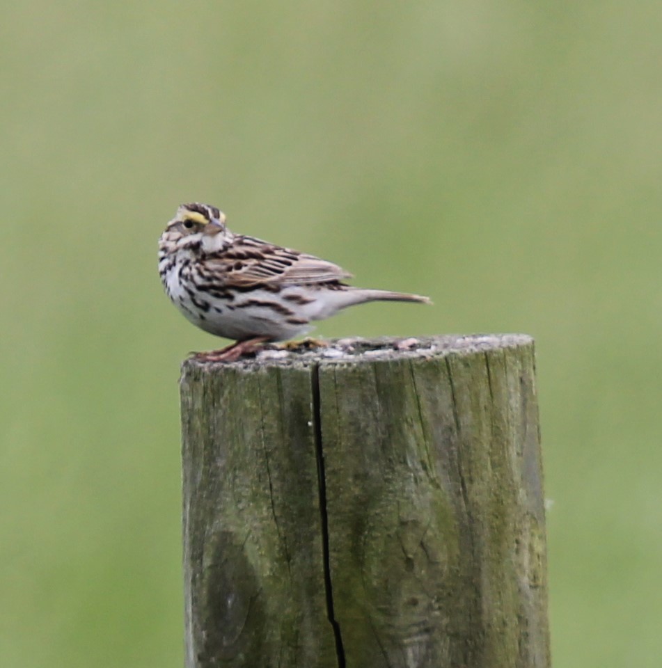 Savannah Sparrow - ML620210895