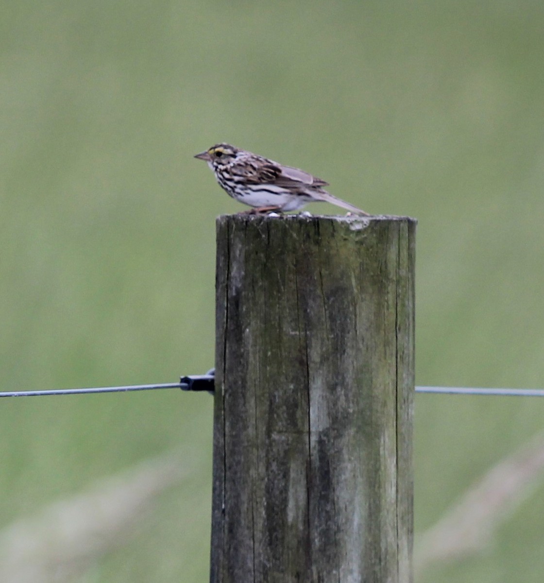 Savannah Sparrow - ML620210896