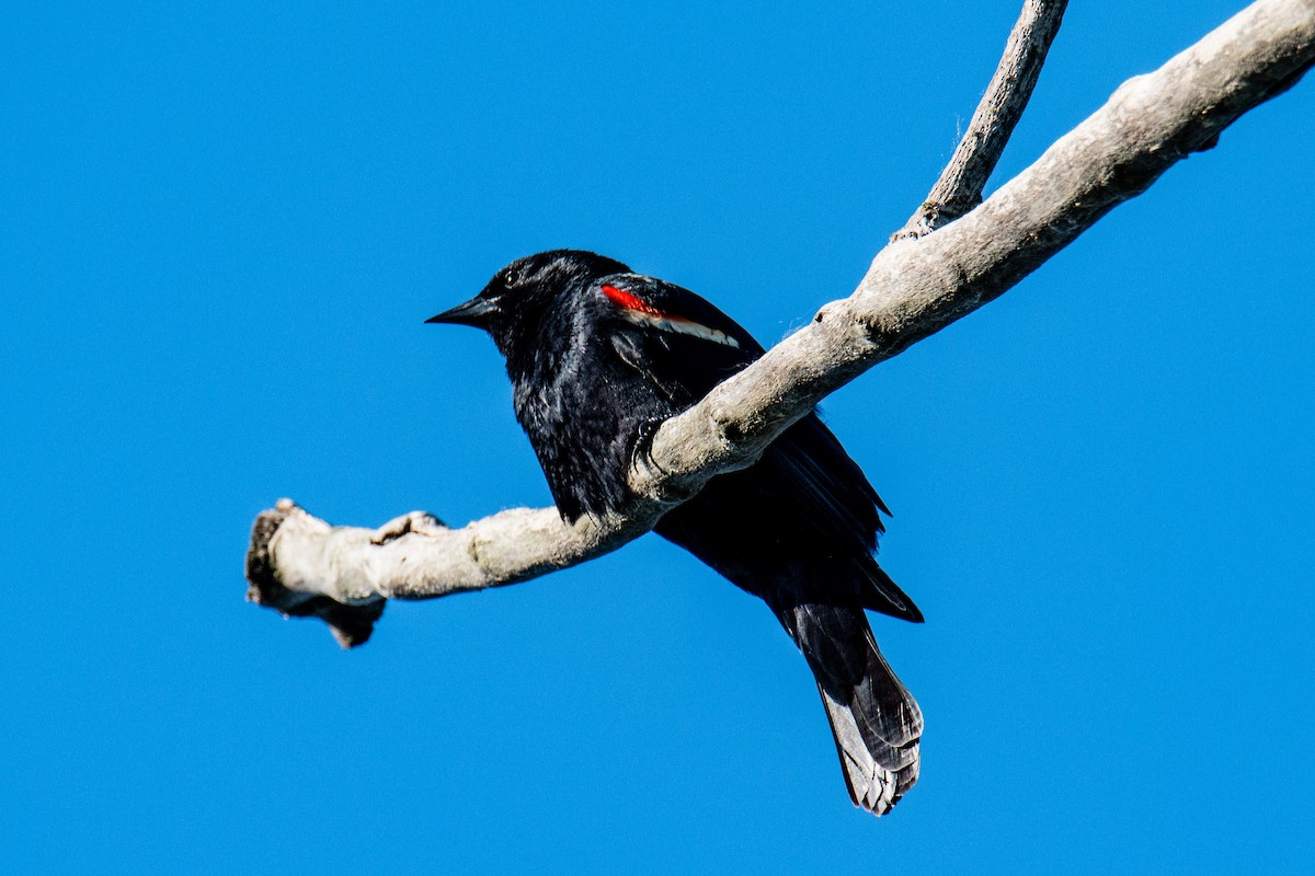 Red-winged Blackbird - ML620210899