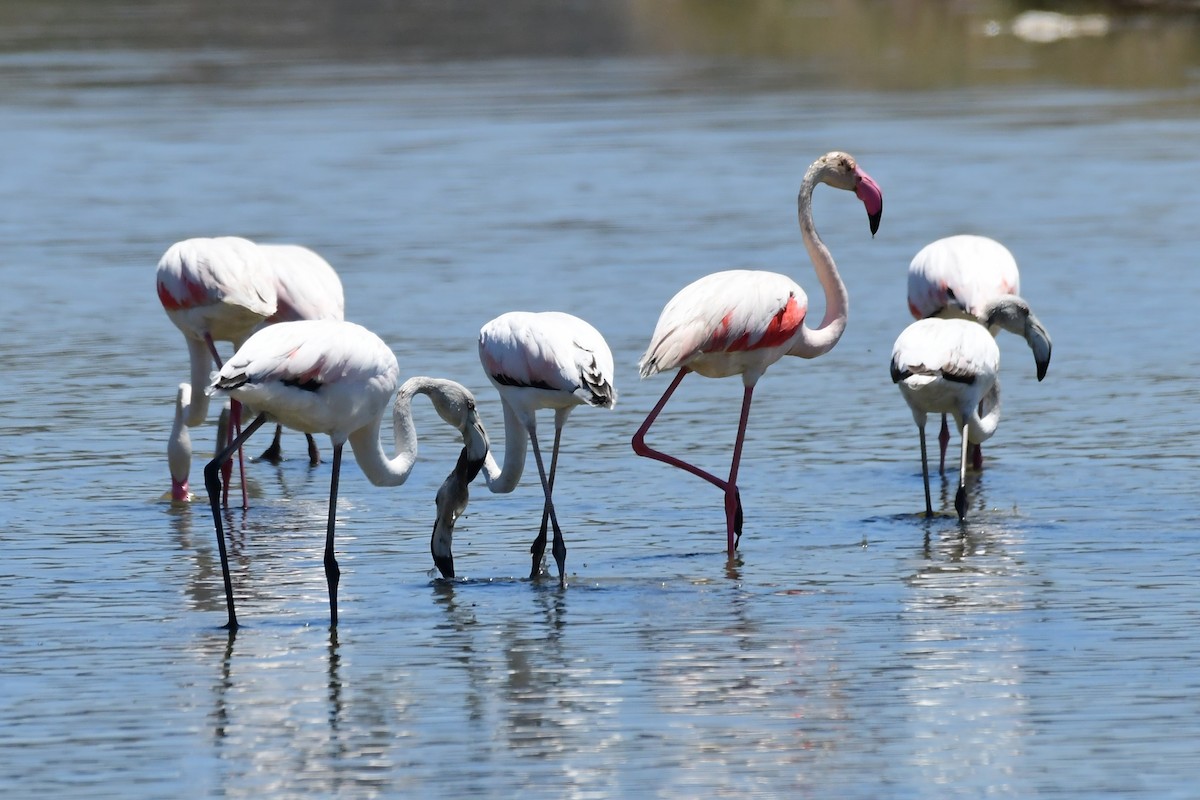 Greater Flamingo - ML620210902