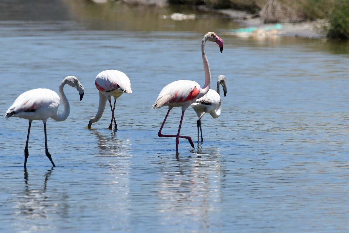 Greater Flamingo - ML620210903