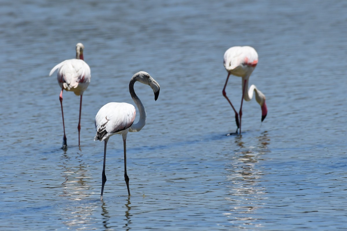 Greater Flamingo - ML620210905