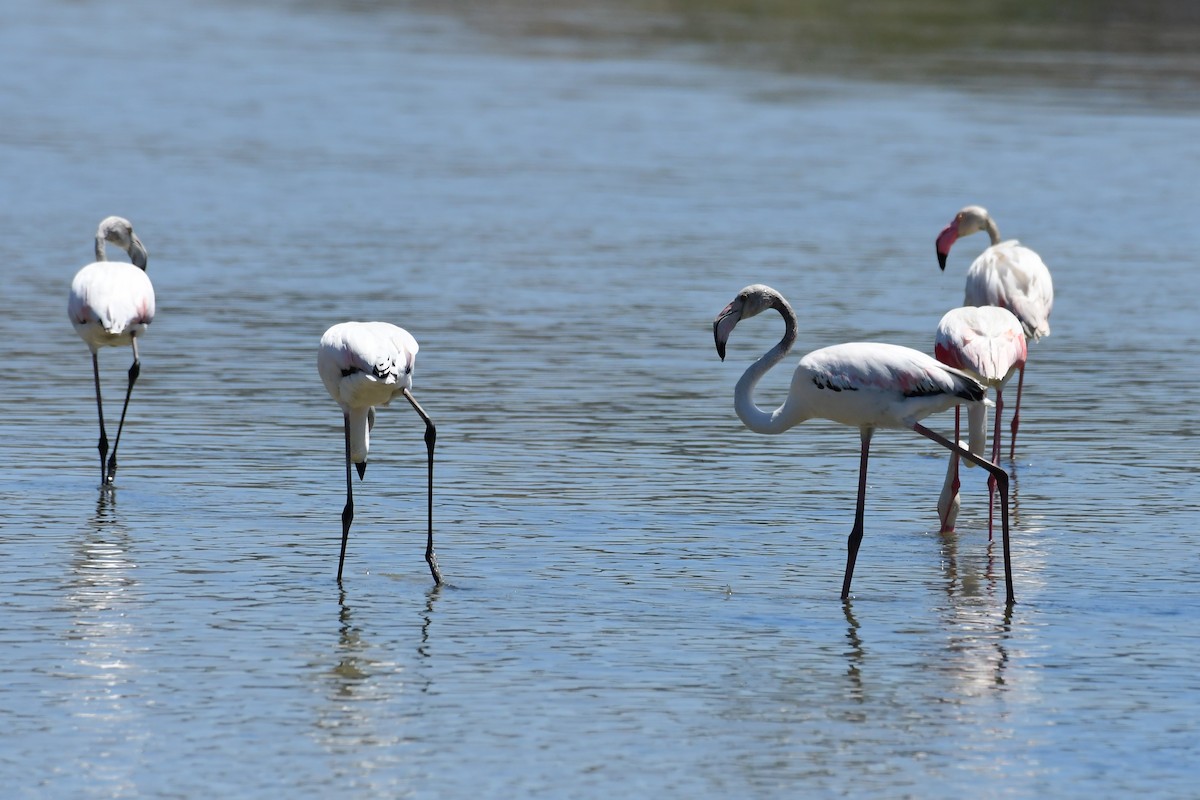 Greater Flamingo - ML620210906