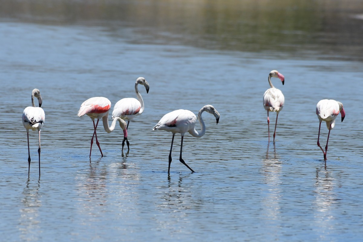 Greater Flamingo - Igor Długosz