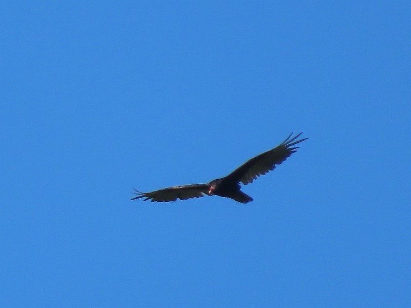 Turkey Vulture - ML620210910