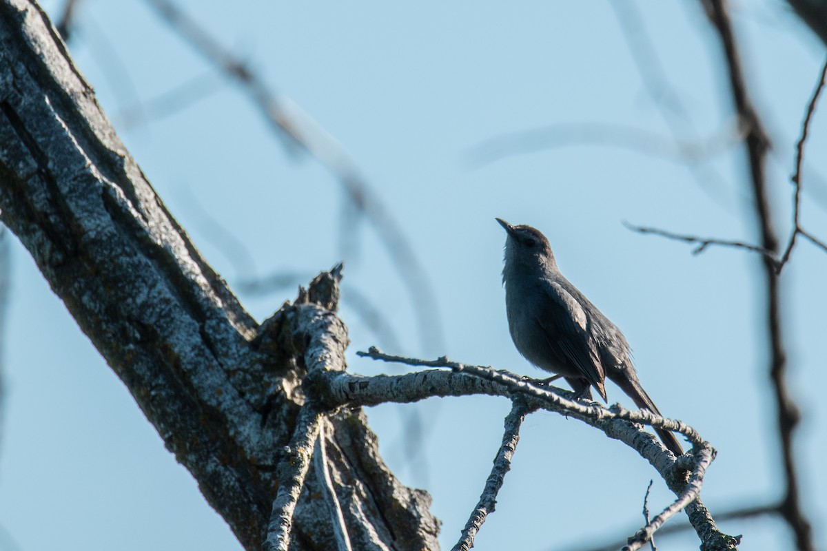 Gray Catbird - ML620210918