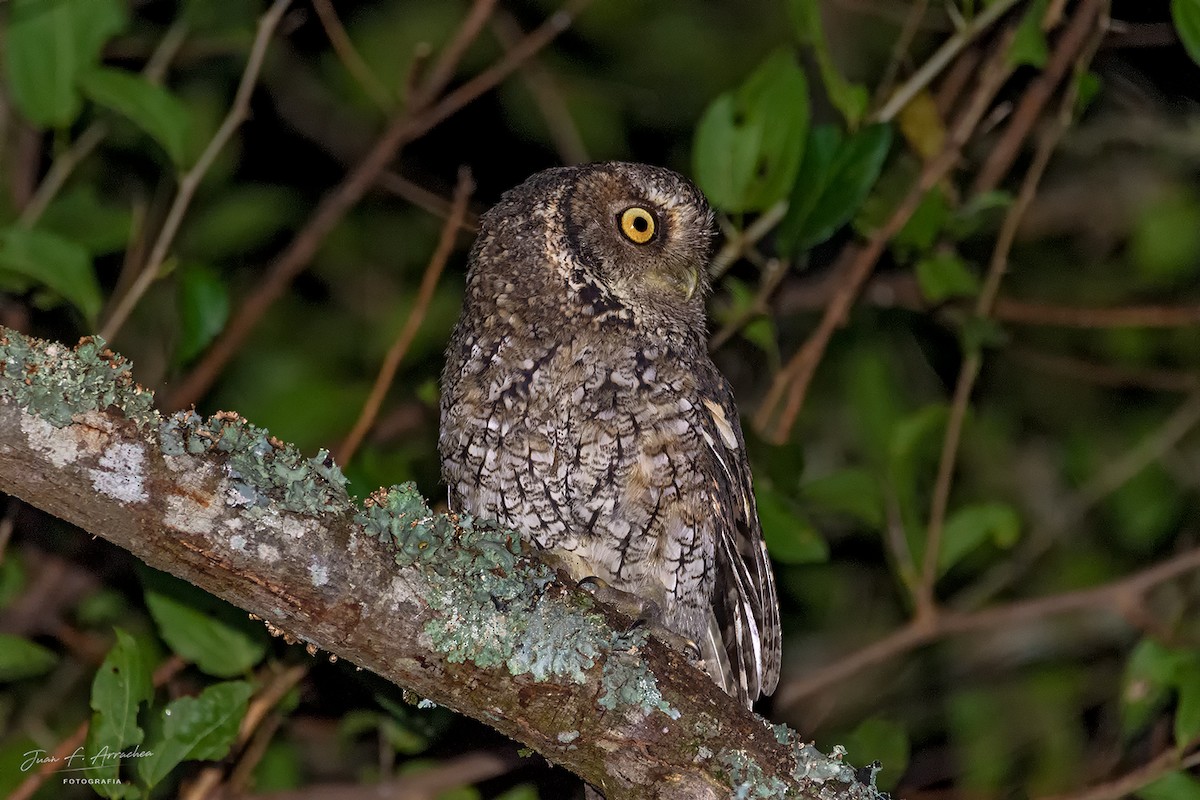Montane Forest Screech-Owl - ML620210919