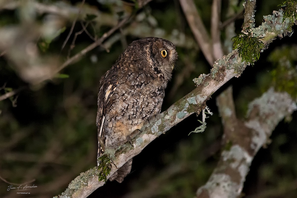 Montane Forest Screech-Owl - ML620210920