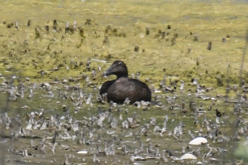 Common Eider - ML620210925