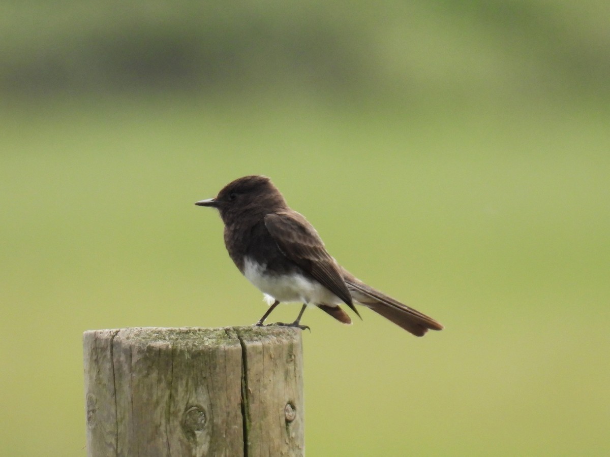 Black Phoebe - ML620210927