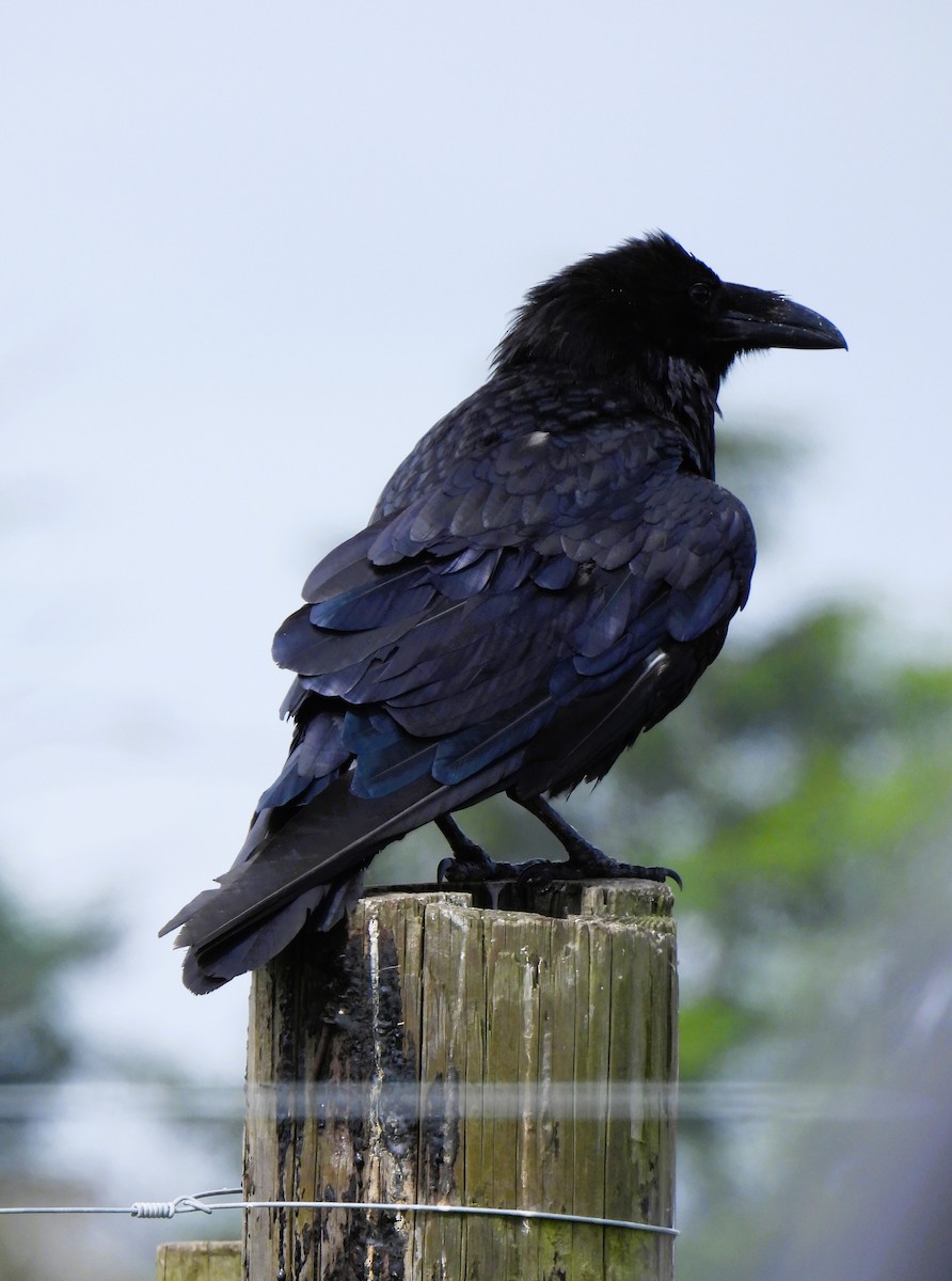 Common Raven - ML620210930