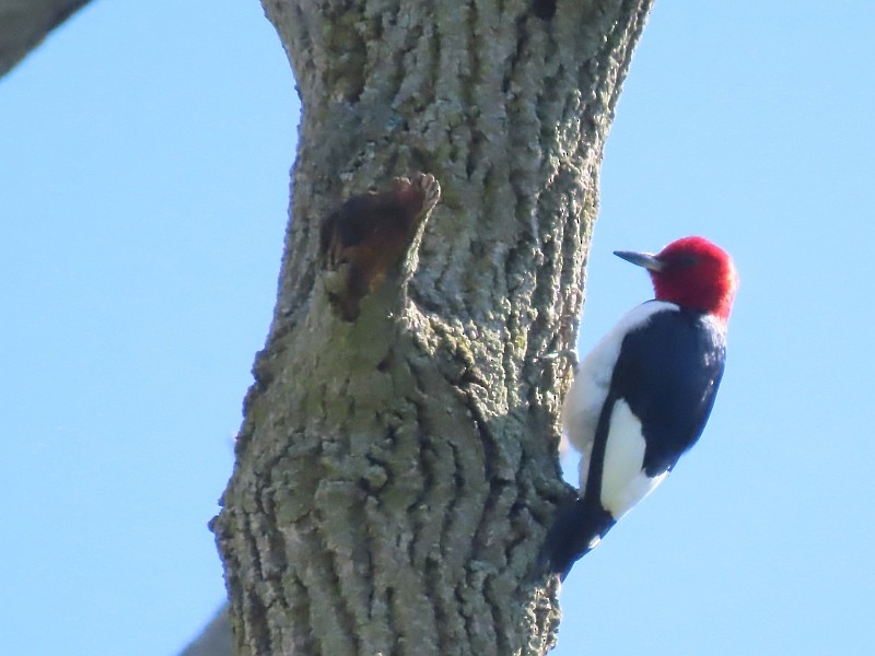 Red-headed Woodpecker - Tracy The Birder