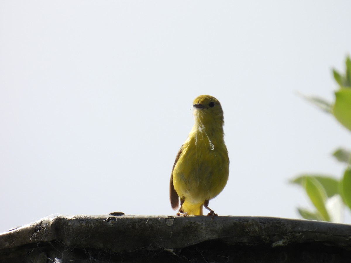 Paruline jaune - ML620210939