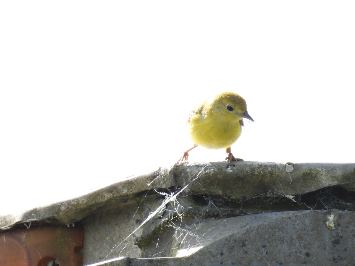 Paruline jaune - ML620210940