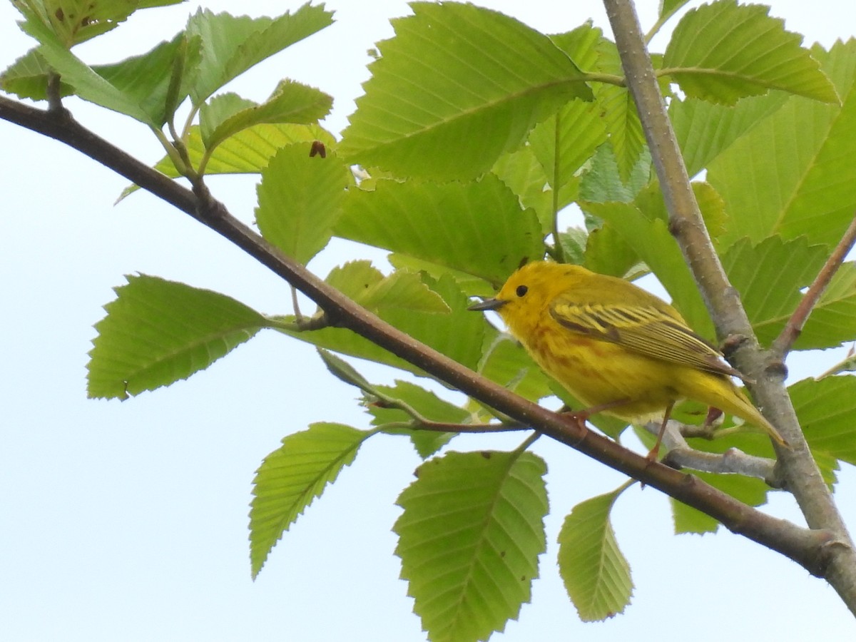 Yellow Warbler - ML620210941