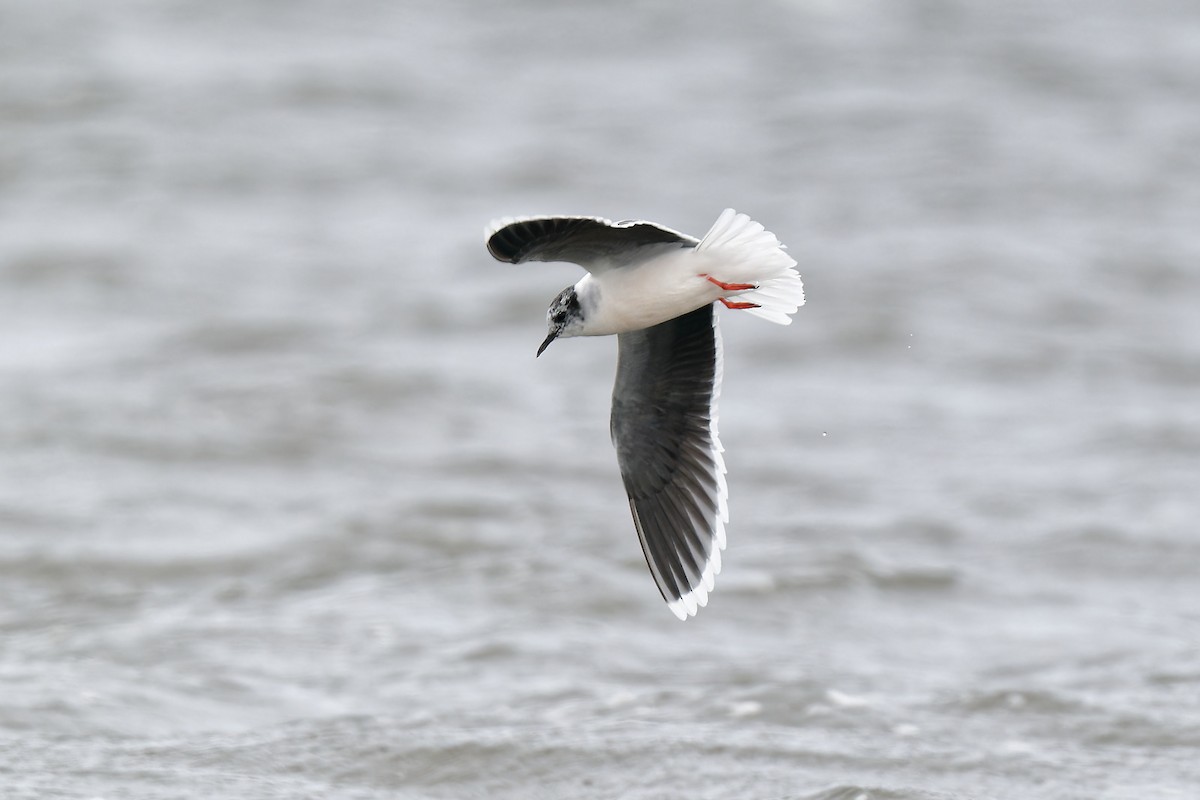 Little Gull - ML620210942