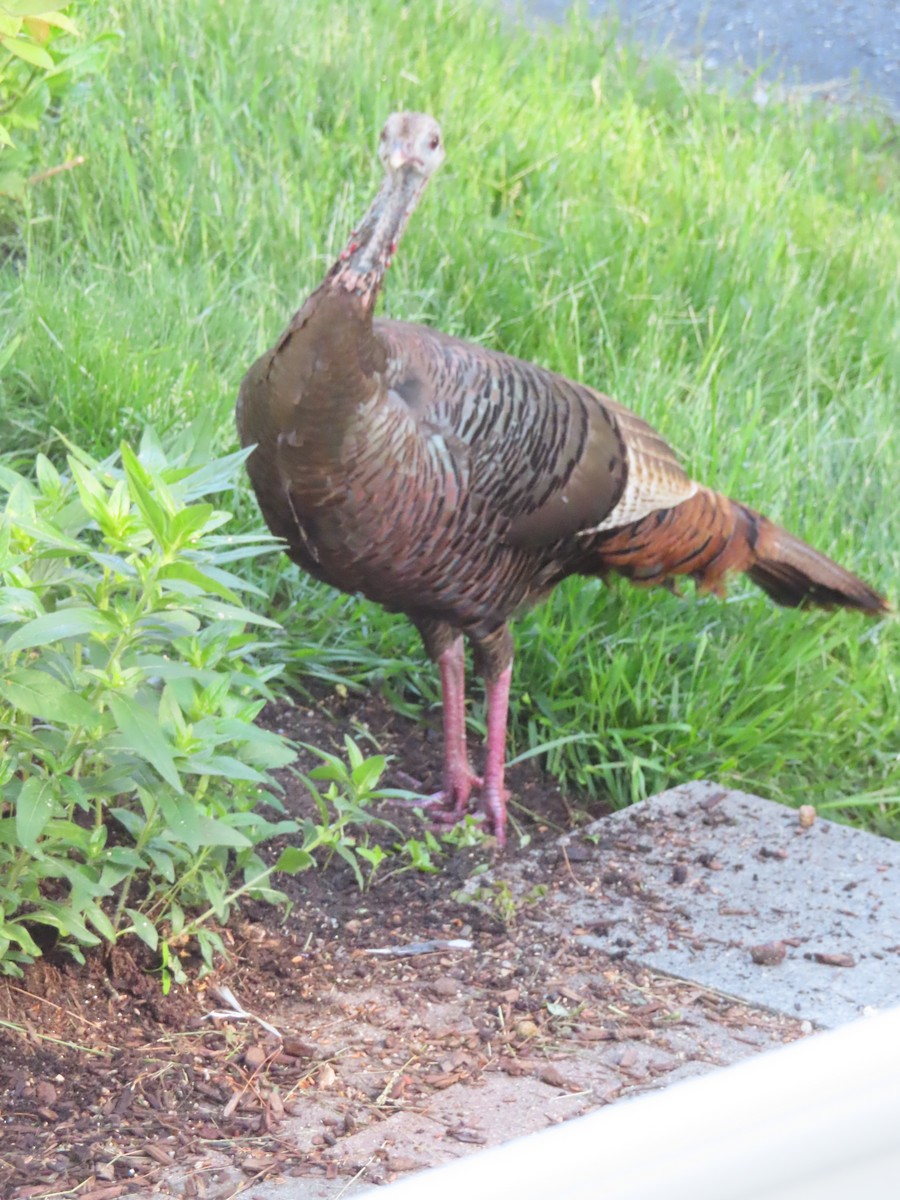 Wild Turkey - ML620210946