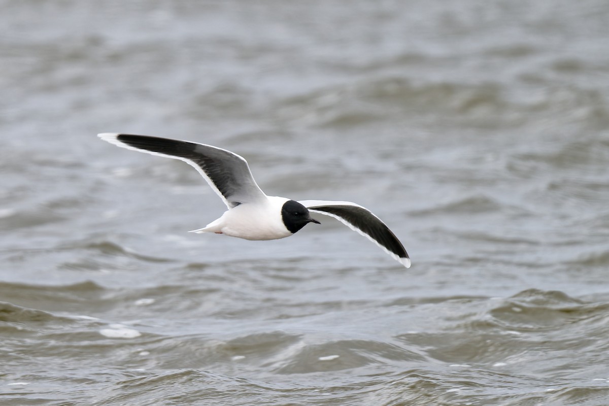 Little Gull - ML620210949