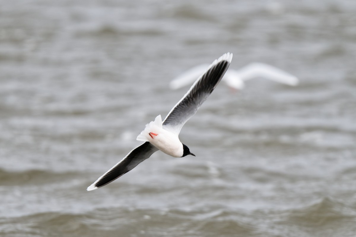 Little Gull - ML620210952