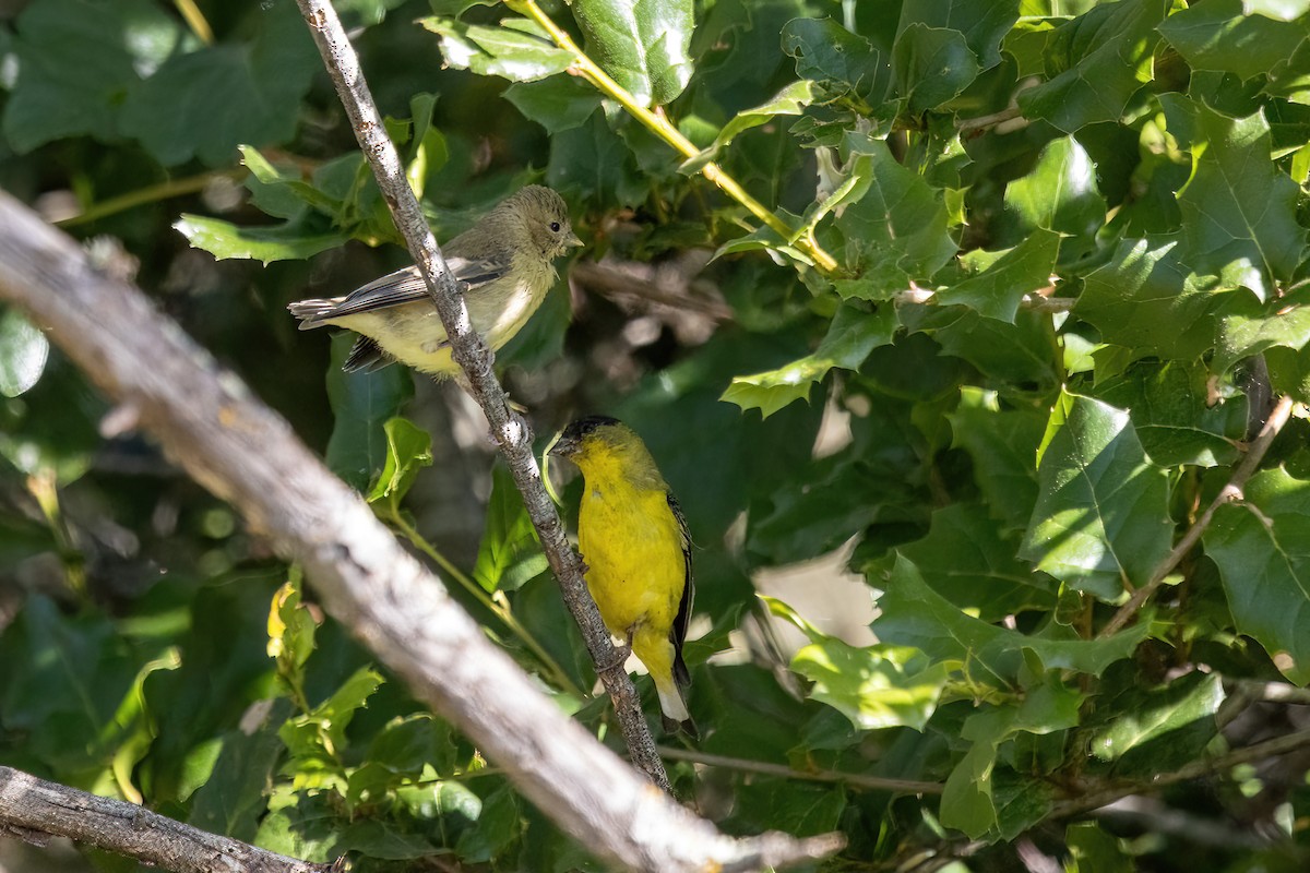 Lesser Goldfinch - ML620210954