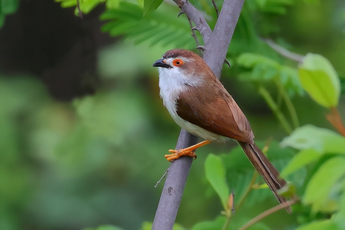 Yellow-eyed Babbler - ML620210964