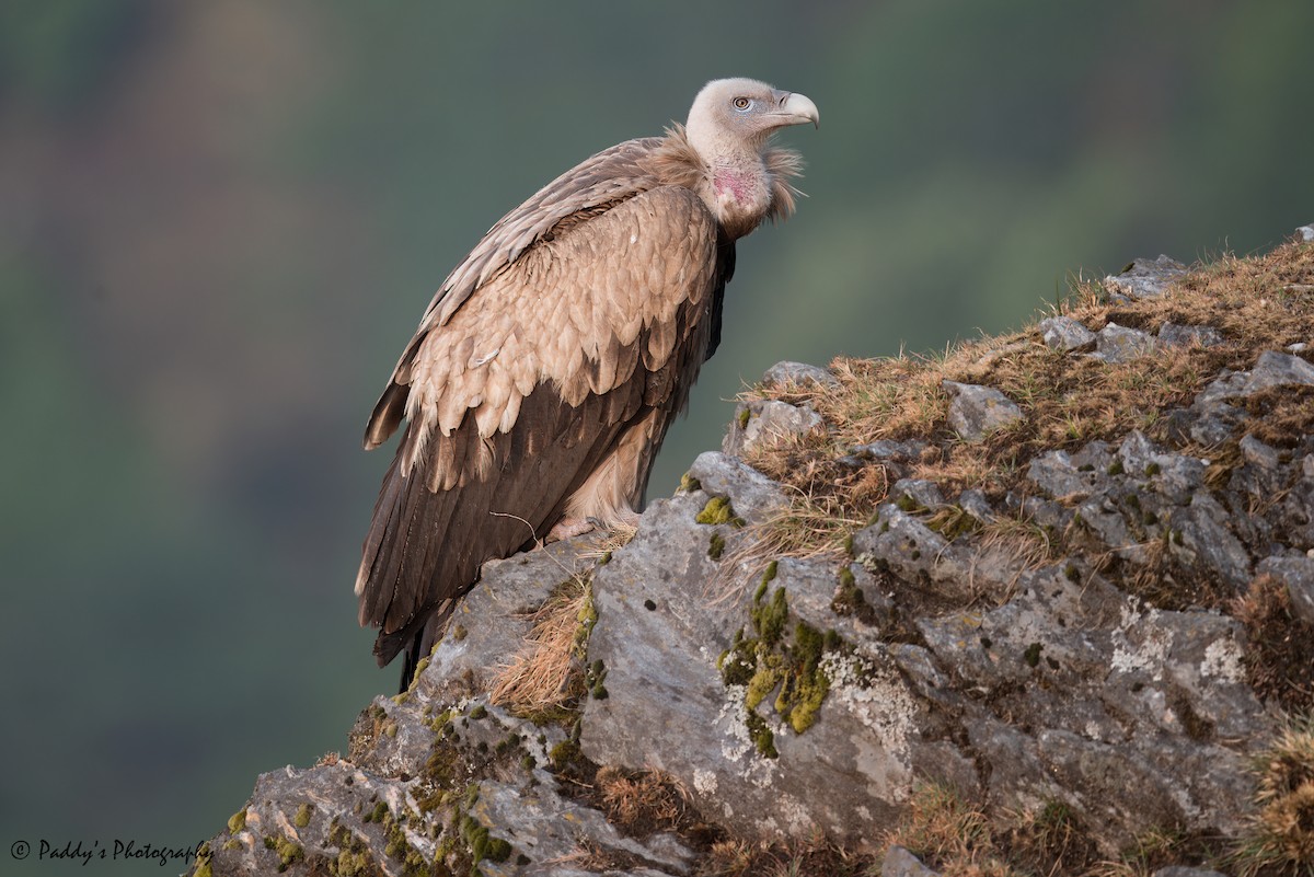 Vautour de l'Himalaya - ML620210968