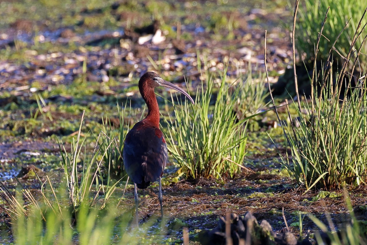 Glossy Ibis - ML620210983