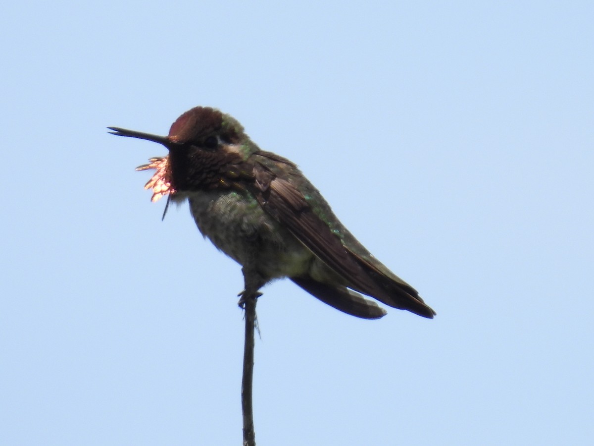 Anna's Hummingbird - ML620210988