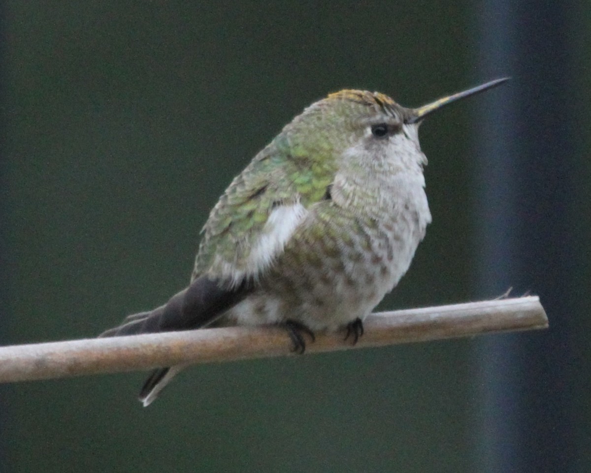 hummingbird sp. - ML620210993