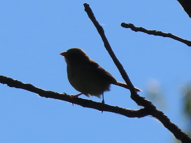 Field Sparrow - ML620211011