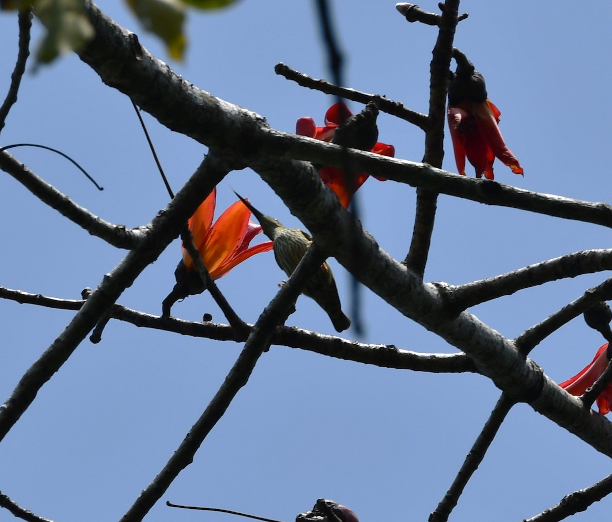 Streaked Spiderhunter - ML620211020