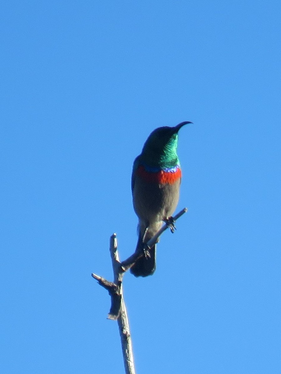 Southern Double-collared Sunbird - ML620211061