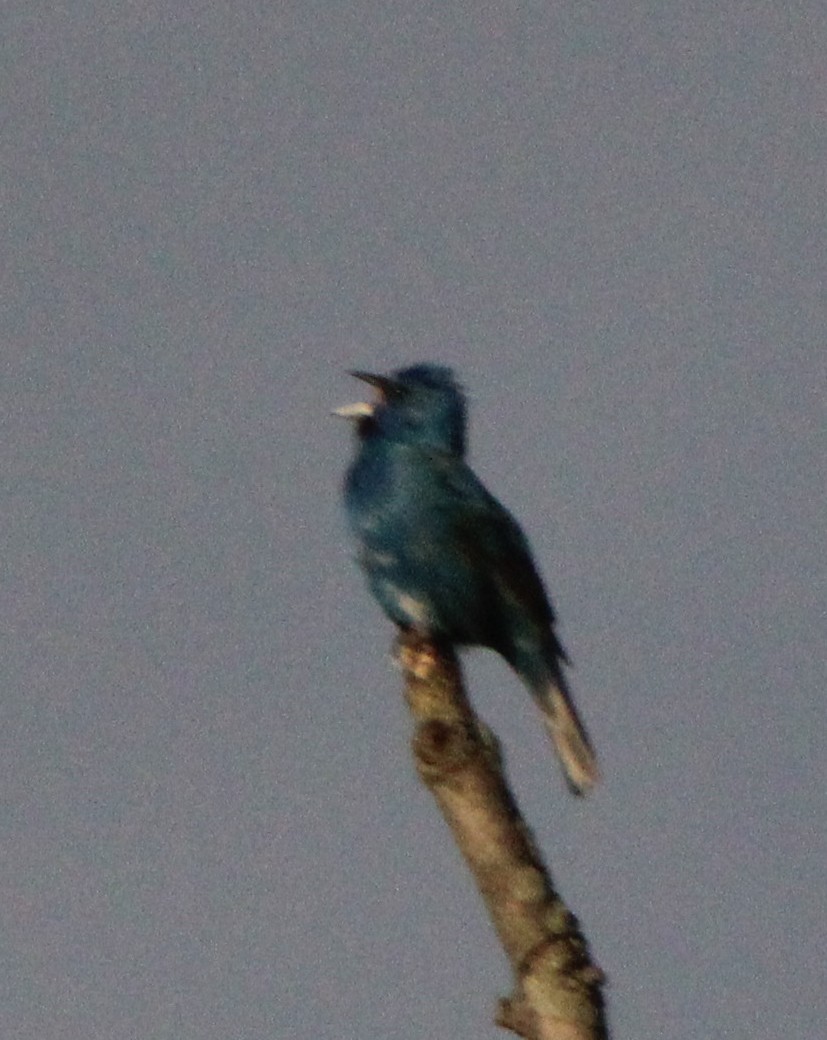 Indigo Bunting - ML620211067