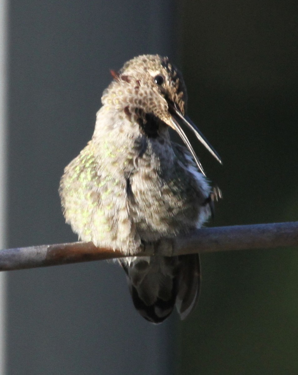 hummingbird sp. - ML620211068