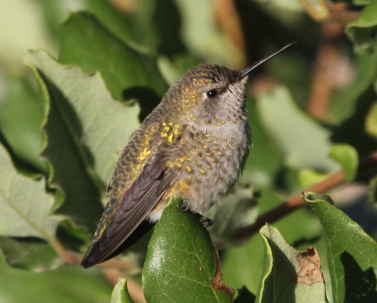 hummingbird sp. - ML620211070