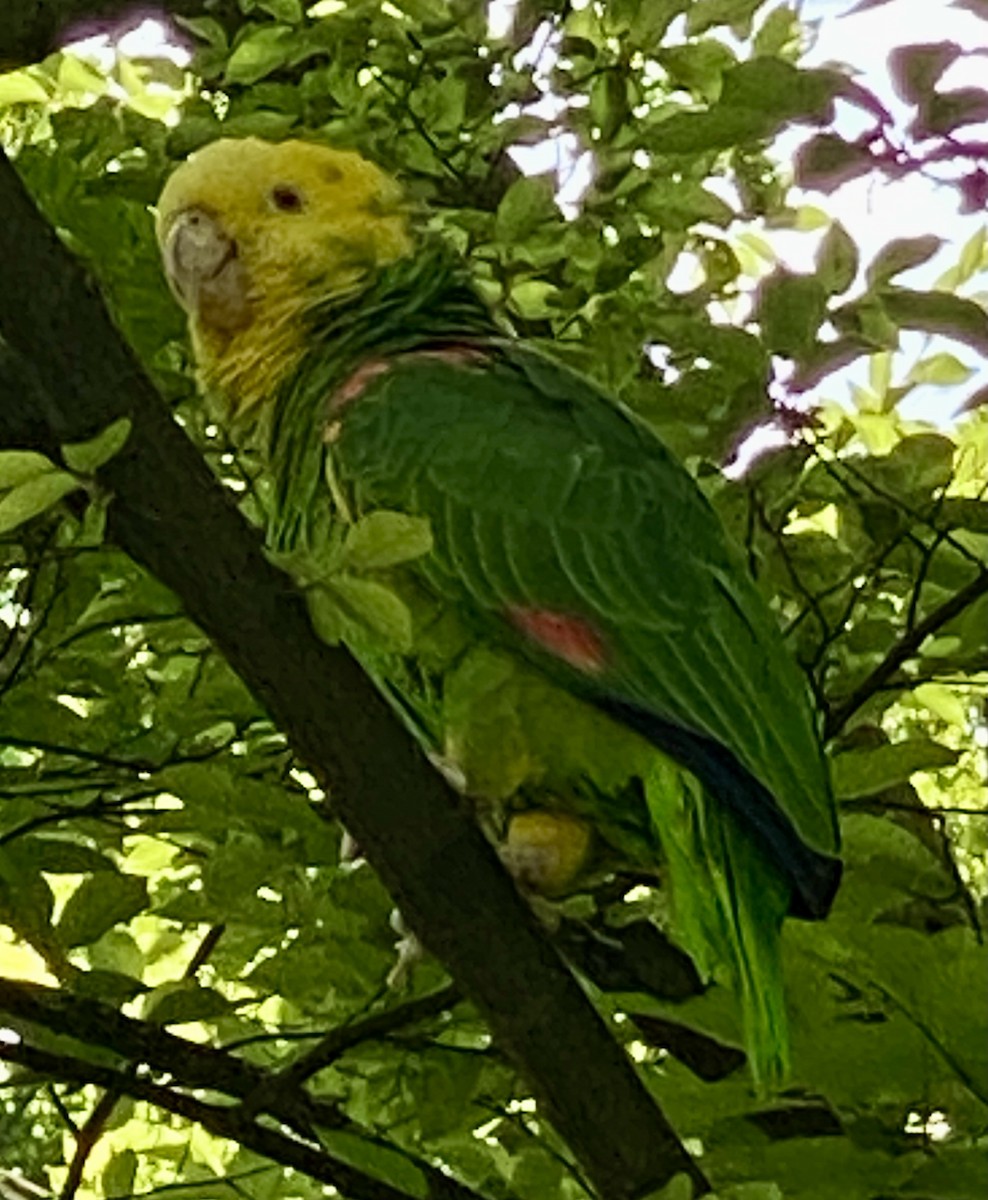 Yellow-headed Parrot - ML620211071