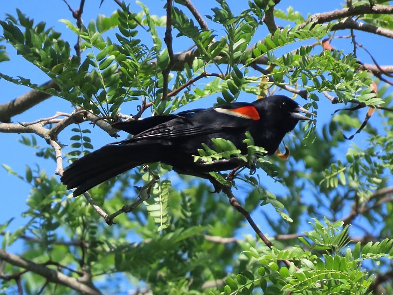 Red-winged Blackbird - ML620211081