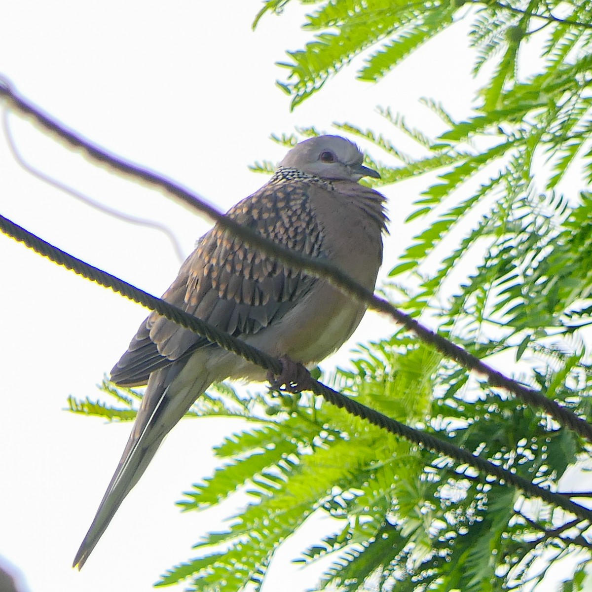Spotted Dove - ML620211086
