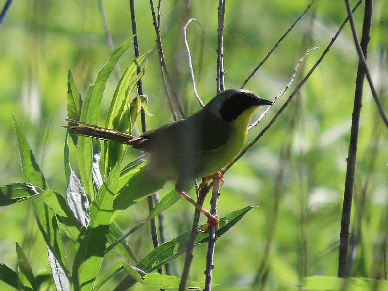 Weidengelbkehlchen - ML620211093