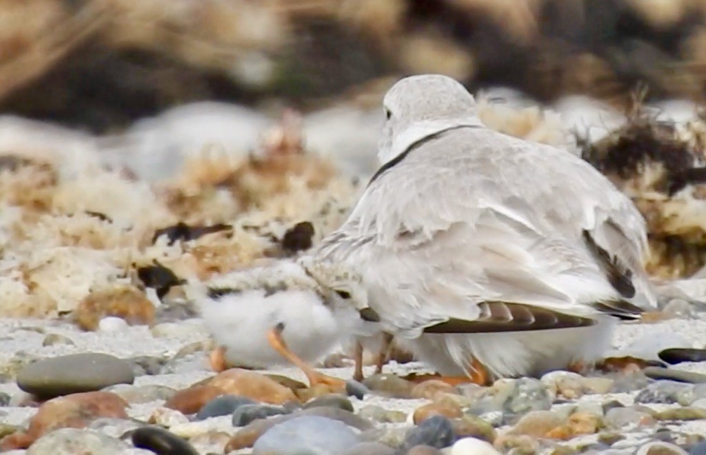 Piping Plover - ML620211105