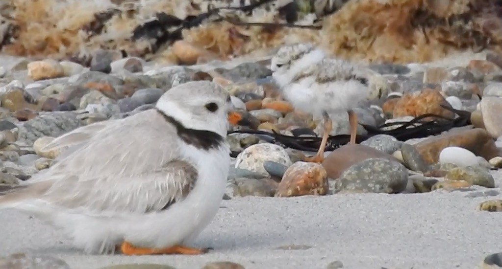 Piping Plover - ML620211106