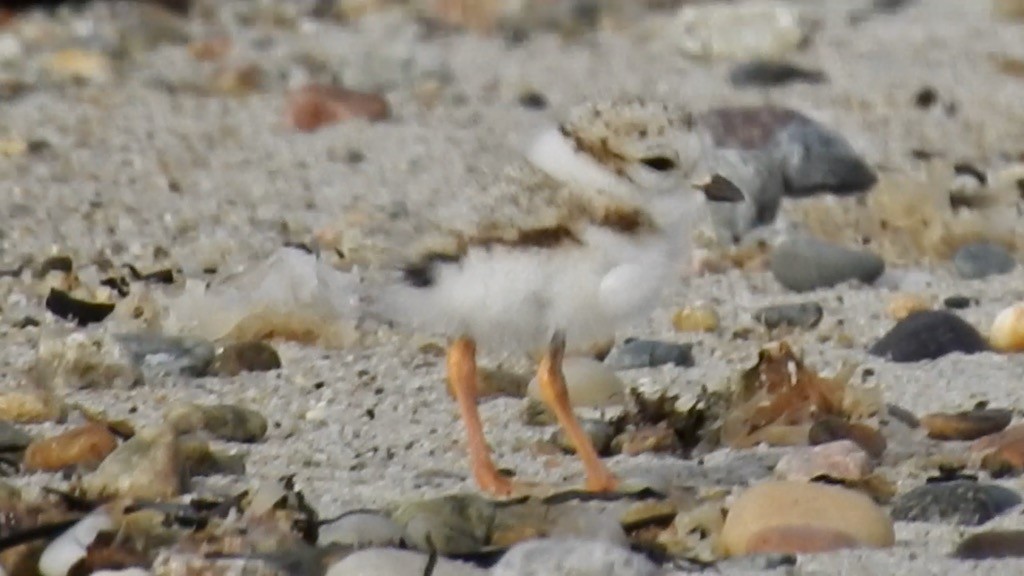 Piping Plover - ML620211107