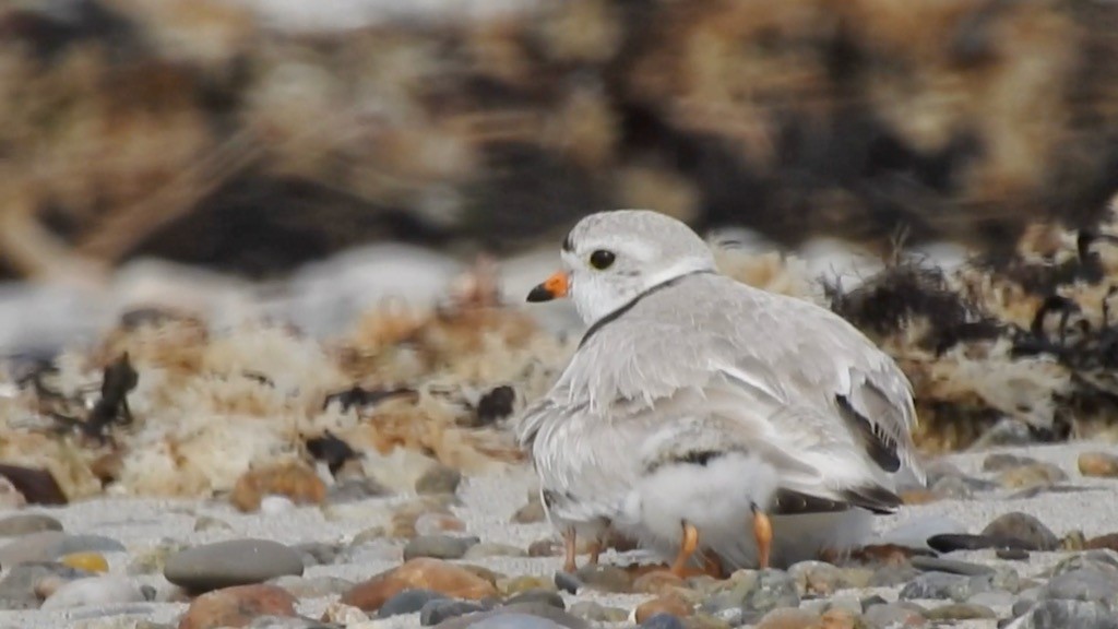 Piping Plover - ML620211108